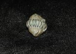 Very Detailed Rolled Up Flexicalymene Trilobite #285-1